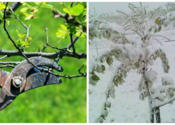 Iată cum salvăm pomii afectați de înghețurile târzii! Secretele tăierilor și lucrărilor utile care trebuie efectuate neapărat în această perioadă: