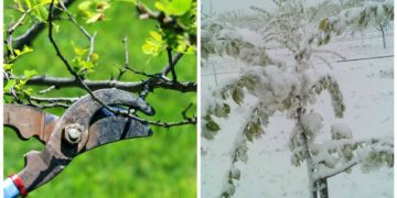 Iată cum salvăm pomii afectați de înghețurile târzii! Secretele tăierilor și lucrărilor utile care trebuie efectuate neapărat în această perioadă: