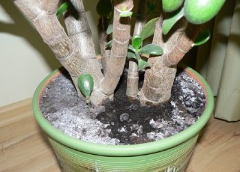 M-am luptat ani de zile cu mucegaiul din ghivecele cu flori, până când vecina mea a auzit de problema mea și mi-a recomandat cea mai eficientă metodă! Uite cum poți lupta contra mucegaiului: