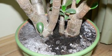 M-am luptat ani de zile cu mucegaiul din ghivecele cu flori, până când vecina mea a auzit de problema mea și mi-a recomandat cea mai eficientă metodă! Uite cum poți lupta contra mucegaiului: